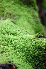 Hechtmoor im Herbst 2019