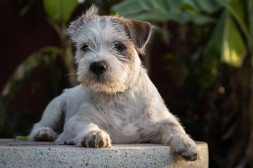 closeup dirty jack russell terrier dog