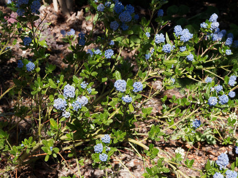 (Ceanothus thyrsiflorus 'Blue Sapphire') C&eacute;anothes bleu saphyr ou lilas de Californie aux rameaux garnis de grappes de petites fleurs bleu tendre et parfum&eacute;es au feuillage dent&eacute;, oval, vert fonc&eacute; 