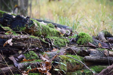 Hechtmoor im Herbst 2019