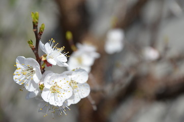 branch of a cherry tree