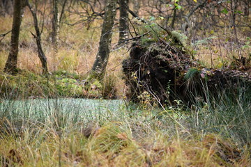Hechtmoor im Herbst 2019