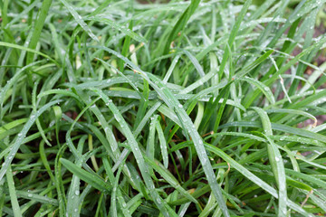 Allium sp. (Alliaceae), outdoor plants 2020