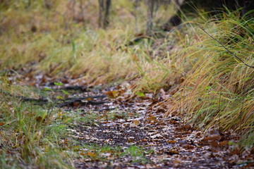 Hechtmoor im Herbst 2019