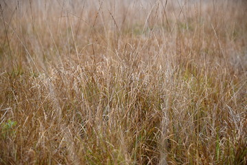 Hechtmoor im Herbst 2019