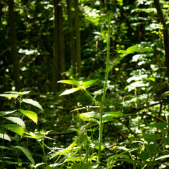 green leaves in the forest