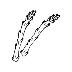 Hand drawn asparagus isolated on a white background. Doodle, simple outline illustration. It can be used for decoration of textile, paper and other surfaces.
