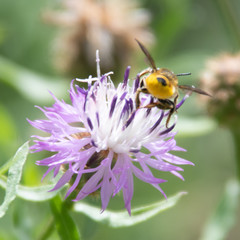 bee on flower