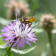 bee on flower