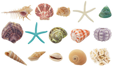 Different seashells, coral, starfish and sea urchin. Sea animals isolated on white.