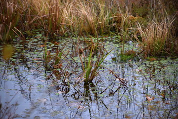 Hechtmoor im Herbst 2019