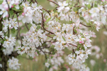 Flowering branch of apple tree, selective focus