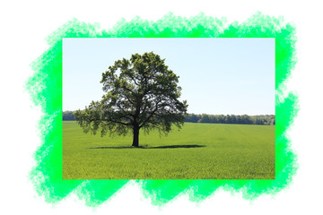 Beautiful lonely tree in summer with green leaves against sky and green summer grass / 4 tree of 4 trees from the collection "The seasons. Four seasons."