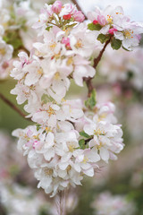 Flowering branch of apple tree, selective focus