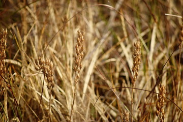 Hechtmoor im Herbst 2019