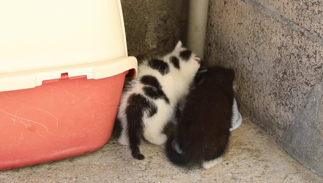 Unos hermanos hambrientos 