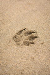 Paw print. Dog trail in the sand. Walk on the beach. Walking dogs in public. Train a dog. Friend of human. Animal footprints. The texture of wet sand. Lost animals.