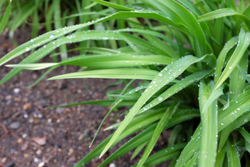 Obraz premium Hemerocallis hybr. (Little Wine Cup), outdoor plants 2020