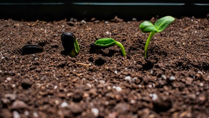 A microgreen is a young vegetable green. A microgreen or Sprouts are raw living sprout vegetables germinated from high quality organic plant seeds