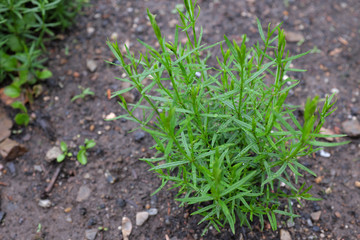 Asperula tinctoria (Rubiaceae), outdoor plants 2020