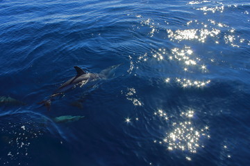 Wild lebende Delfine