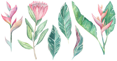 Collection of watercolor tropical plants. Botanical illustration