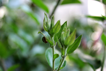 green plant in the garden