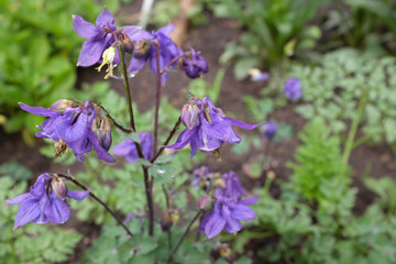 Aquilegia vulgaris (Ranunculaceae), outdoor plants 2020