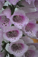 foxglove flower © Andrew