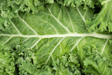 Kale salad leaf with water drops macro close up. Green nature background