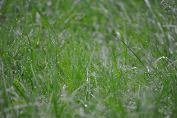 dew on grass