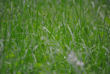 wet grass