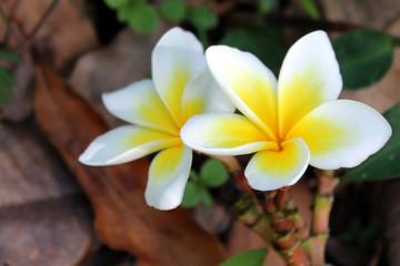 Fototapeta na wymiar frangipani plumeria flowers