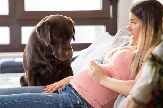Happy young pregnant girl playing with her brown labrador retriever dog on the couch at home.