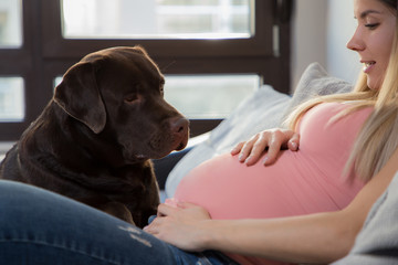 Happy young pregnant girl playing with her brown labrador retriever dog on the couch at home.