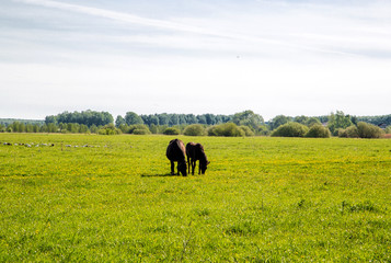 black horse with foal grazes in the meadow