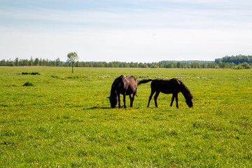 black horse with foal grazes in the meadow