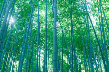 Fototapeta premium 竹林
