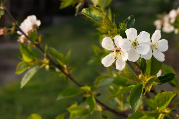 Branches of blooming cherry tree in a spring orchard.