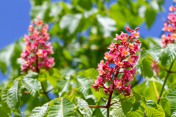 Red blooming chestnut flowers