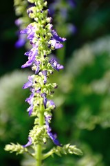 コリウス 紫の花
