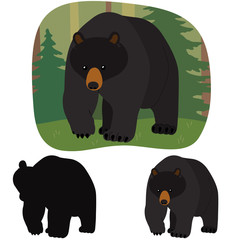 American black bear goes on the background of spruce forest