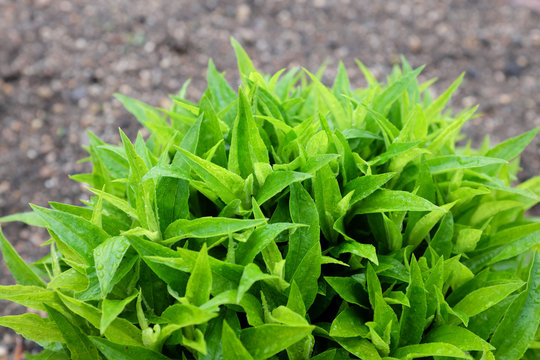 Solidago hybr. (Queenie), outdoor plants 2020