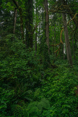 Obraz premium Richly lush green Pacific Northwest forest 