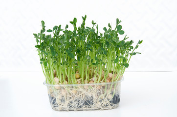 green sprouts of pea micro-greens, seeds have taken root in boxing. Fresh stems and leaves in dewdrops, Lettuce stands on a white isolated background