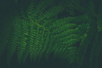 Richly vibrant green fern contrasting over dark Pacific Northwest forest background