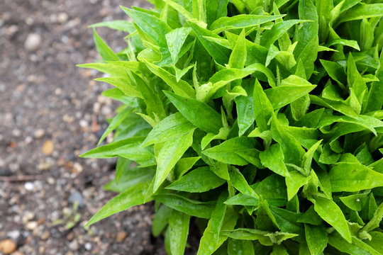 Solidago hybr. (Queenie), outdoor plants 2020