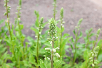 Digitalis purpurea (Apricot), outdoor plants 2020