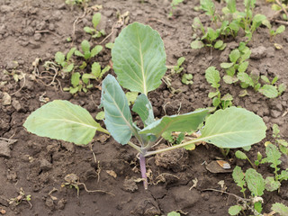 Young green cabbage growing in the garden.