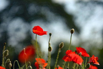 Roter Mohn vor dunklem Hintergrund